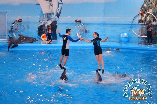 Phuket Dolphin Show